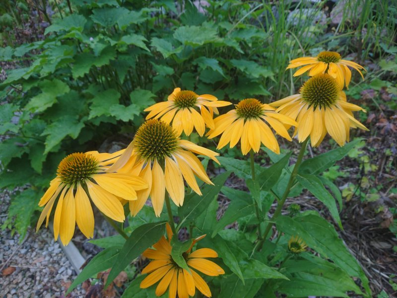 Echinacea 'Leilani'